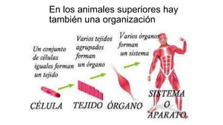 En los animales superiores hay
también una organización
 