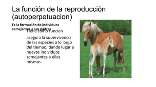 La función de la reproducción
(autoperpetuacion)
Es la formación de individuos
semejantes a sus padres
Tiene como funcion
asegura la supervivencia
de las especies a lo largo
del tiempo, dando lugar a
nuevos individuos
semejantes a ellos
mismos.
 