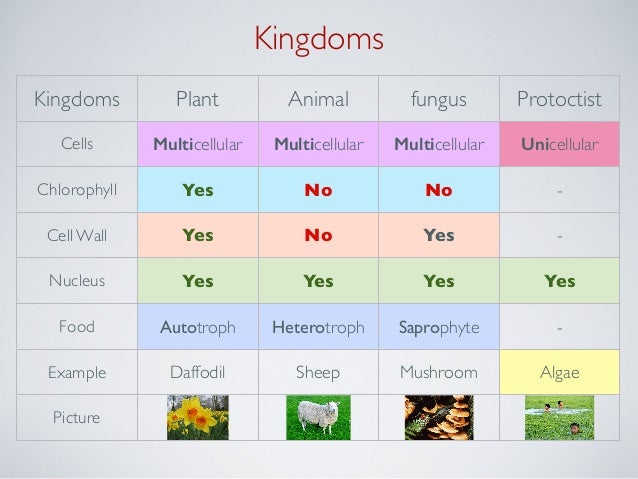 Kingdoms Kingdoms Plant Animal Kingdoms Kingdoms Plant Animal