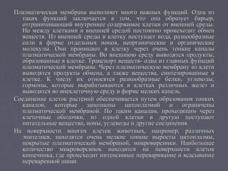 Плазматическая мембрана выполняет много важных функций. Одна изПлазматическая мембрана выполняет много важных функций. Одна из
таких функций заключается в том, что она образует барьер,таких функций заключается в том, что она образует барьер,
отграничивающий внутреннее содержимое клетки от внешней среды.отграничивающий внутреннее содержимое клетки от внешней среды.
Но между клетками и внешней средой постоянно происходит обменНо между клетками и внешней средой постоянно происходит обмен
веществ. Из внешней среды в клетку поступает вода, разнообразныевеществ. Из внешней среды в клетку поступает вода, разнообразные
соли в форме отдельных ионов, неорганические и органическиесоли в форме отдельных ионов, неорганические и органические
молекулы. Они проникают в клетку через очень тонкие каналымолекулы. Они проникают в клетку через очень тонкие каналы
плазматической мембраны. Во внешнюю среду выводятся продукты,плазматической мембраны. Во внешнюю среду выводятся продукты,
образованные в клетке. Транспорт веществ- одна из главных функцийобразованные в клетке. Транспорт веществ- одна из главных функций
плазматической мембраны. Через плазматическую мембрану из клетиплазматической мембраны. Через плазматическую мембрану из клети
выводятся продукты обмена, а также вещества, синтезированные ввыводятся продукты обмена, а также вещества, синтезированные в
клетке. К числу их относятся разнообразные белки, углеводы,клетке. К числу их относятся разнообразные белки, углеводы,
гормоны, которые вырабатываются в клетках различных желез игормоны, которые вырабатываются в клетках различных желез и
выводятся во внеклеточную среду в форме мелких капель.выводятся во внеклеточную среду в форме мелких капель.
Соединение клеток растений обеспечивается путем образования тонкихСоединение клеток растений обеспечивается путем образования тонких
каналов, которые заполнены цитоплазмой и ограниченыканалов, которые заполнены цитоплазмой и ограничены
плазматической мембраной. По таким каналам, проходящим черезплазматической мембраной. По таким каналам, проходящим через
клеточные оболочки, из одной клетки в другую поступаютклеточные оболочки, из одной клетки в другую поступают
питательные вещества, ионы, углеводы и другие соединения.питательные вещества, ионы, углеводы и другие соединения.
На поверхности многих клеток животных, например, различныхНа поверхности многих клеток животных, например, различных
эпителиев, находятся очень мелкие тонкие выросты цитоплазмы,эпителиев, находятся очень мелкие тонкие выросты цитоплазмы,
покрытые плазматической мембраной, микроворсинки. Наибольшеепокрытые плазматической мембраной, микроворсинки. Наибольшее
количество микроворсинок находится на поверхности клетокколичество микроворсинок находится на поверхности клеток
кишечника, где происходит интенсивное переваривание и всасываниекишечника, где происходит интенсивное переваривание и всасывание
переваренной пищи.переваренной пищи.
 