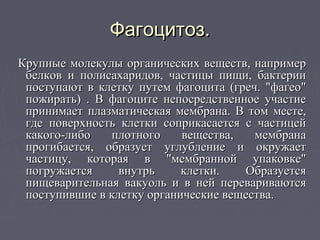 Фагоцитоз.Фагоцитоз.
Крупные молекулы органических веществ, напримерКрупные молекулы органических веществ, например
белков и полисахаридов, частицы пищи, бактериибелков и полисахаридов, частицы пищи, бактерии
поступают в клетку путем фагоцита (греч. "фагео"поступают в клетку путем фагоцита (греч. "фагео"
пожирать) . В фагоците непосредственное участиепожирать) . В фагоците непосредственное участие
принимает плазматическая мембрана. В том месте,принимает плазматическая мембрана. В том месте,
где поверхность клетки соприкасается с частицейгде поверхность клетки соприкасается с частицей
какого-либо плотного вещества, мембранакакого-либо плотного вещества, мембрана
прогибается, образует углубление и окружаетпрогибается, образует углубление и окружает
частицу, которая в "мембранной упаковке"частицу, которая в "мембранной упаковке"
погружается внутрь клетки. Образуетсяпогружается внутрь клетки. Образуется
пищеварительная вакуоль и в ней перевариваютсяпищеварительная вакуоль и в ней перевариваются
поступившие в клетку органические вещества.поступившие в клетку органические вещества.
 