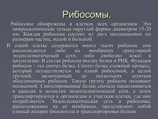 Рибосомы.Рибосомы.
Рибосомы обнаружены в клетках всех организмов. ЭтоРибосомы обнаружены в клетках всех организмов. Это
микроскопические тельца округлой формы диаметром 15-20микроскопические тельца округлой формы диаметром 15-20
нм. Каждая рибосома состоит из двух неодинаковых понм. Каждая рибосома состоит из двух неодинаковых по
размерам частиц, малой и большой.размерам частиц, малой и большой.
В одной клетке содержится много тысяч рибосом, ониВ одной клетке содержится много тысяч рибосом, они
располагаются либо на мембранах гранулярнойрасполагаются либо на мембранах гранулярной
эндоплазматической сети, либо свободно лежат вэндоплазматической сети, либо свободно лежат в
цитоплазме. В состав рибосом входят белки и РНК. Функцияцитоплазме. В состав рибосом входят белки и РНК. Функция
рибосом - это синтез белка. Синтез белка сложный процесс,рибосом - это синтез белка. Синтез белка сложный процесс,
который осуществляется не одной рибосомой, а целойкоторый осуществляется не одной рибосомой, а целой
группой, включающей до нескольких десятковгруппой, включающей до нескольких десятков
объединенных рибосом. Такую группу рибосом называютобъединенных рибосом. Такую группу рибосом называют
полисомой. Синтезированные белки сначала накапливаютсяполисомой. Синтезированные белки сначала накапливаются
в каналах и полостях эндоплазматической сети, а затемв каналах и полостях эндоплазматической сети, а затем
транспортируются к органоидам и участкам клетки, где онитранспортируются к органоидам и участкам клетки, где они
потребляются. Эндоплазматическая сеть и рибосомы,потребляются. Эндоплазматическая сеть и рибосомы,
расположенные на ее мембранах, представляют собойрасположенные на ее мембранах, представляют собой
единый аппарат биосинтеза и транспортировки белков.единый аппарат биосинтеза и транспортировки белков.
 