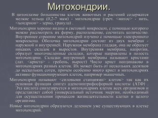 Митохондрии.Митохондрии.
В цитоплазме большинства клеток животных и растений содержатсяВ цитоплазме большинства клеток животных и растений содержатся
мелкие тельца (0,2-7 мкм) - митохондрии (греч. <митос> - нить,мелкие тельца (0,2-7 мкм) - митохондрии (греч. <митос> - нить,
<хондрион> - зерно, гранула) .<хондрион> - зерно, гранула) .
Митохондрии хорошо видны в световой микроскоп, с помощью которогоМитохондрии хорошо видны в световой микроскоп, с помощью которого
можно рассмотреть их форму, расположение, сосчитать количество.можно рассмотреть их форму, расположение, сосчитать количество.
Внутреннее строение митохондрий изучено с помощью электронногоВнутреннее строение митохондрий изучено с помощью электронного
микроскопа. Оболочка митохондрии состоит из двух мембран -микроскопа. Оболочка митохондрии состоит из двух мембран -
наружной и внутренней. Наружная мембрана гладкая, она не образуетнаружной и внутренней. Наружная мембрана гладкая, она не образует
никаких складок и выростов. Внутренняя мембрана, напротив,никаких складок и выростов. Внутренняя мембрана, напротив,
образует многочисленные складки, которые направлены в полостьобразует многочисленные складки, которые направлены в полость
митохондрии. Складки внутренней мембраны называют кристамимитохондрии. Складки внутренней мембраны называют кристами
(лат. <криста> - гребень, вырост) Число крист неодинаково в(лат. <криста> - гребень, вырост) Число крист неодинаково в
митохондриях разных клеток. Их может быть от нескольких десятковмитохондриях разных клеток. Их может быть от нескольких десятков
до нескольких сотен, причем особенно много крист в митохондрияхдо нескольких сотен, причем особенно много крист в митохондриях
активно функционирующих клеток, например мышечных.активно функционирующих клеток, например мышечных.
Митохондрии называют <силовыми станциями> клеток> так как ихМитохондрии называют <силовыми станциями> клеток> так как их
основная функция синтез аденозинтрифосфорной кислоты (АТФ) .основная функция синтез аденозинтрифосфорной кислоты (АТФ) .
Эта кислота синтезируется в митохондриях клеток всех организмов иЭта кислота синтезируется в митохондриях клеток всех организмов и
представляет собой универсальный источник энергии, необходимыйпредставляет собой универсальный источник энергии, необходимый
для осуществления процессов жизнедеятельности клетки и целогодля осуществления процессов жизнедеятельности клетки и целого
организма.организма.
Новые митохондрии образуются делением уже существующих в клеткеНовые митохондрии образуются делением уже существующих в клетке
митохондрий.митохондрий.
 
