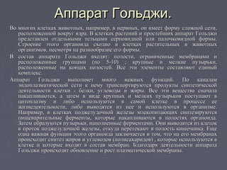 Аппарат Гольджи.Аппарат Гольджи.
Во многих клетках животных, например, в нервных, он имеет форму сложной сети,Во многих клетках животных, например, в нервных, он имеет форму сложной сети,
расположенной вокруг ядра. В клетках растений и простейших аппарат Гольджирасположенной вокруг ядра. В клетках растений и простейших аппарат Гольджи
представлен отдельными тельцами серповидной или палочковидной формы.представлен отдельными тельцами серповидной или палочковидной формы.
Строение этого органоида сходно в клетках растительных и животныхСтроение этого органоида сходно в клетках растительных и животных
организмов, несмотря на разнообразие его формы.организмов, несмотря на разнообразие его формы.
В состав аппарата Гольджи входят: полости, ограниченные мембранами иВ состав аппарата Гольджи входят: полости, ограниченные мембранами и
расположенные группами (по 5-10) ; крупные и мелкие пузырьки,расположенные группами (по 5-10) ; крупные и мелкие пузырьки,
расположенные на концах полостей. Все эти элементы составляют единыйрасположенные на концах полостей. Все эти элементы составляют единый
комплекс.комплекс.
Аппарат Гольджи выполняет много важных функций. По каналамАппарат Гольджи выполняет много важных функций. По каналам
эндоплазматической сети к нему транспортируются продукты синтетическойэндоплазматической сети к нему транспортируются продукты синтетической
деятельности клетки - белки, углеводы и жиры. Все эти вещества сначаладеятельности клетки - белки, углеводы и жиры. Все эти вещества сначала
накапливаются, а затем в виде крупных и мелких пузырьков поступают внакапливаются, а затем в виде крупных и мелких пузырьков поступают в
цитоплазму и либо используются в самой клетке в процессе еецитоплазму и либо используются в самой клетке в процессе ее
жизнедеятельности, либо выводятся из нее и используются в организме.жизнедеятельности, либо выводятся из нее и используются в организме.
Например, в клетках поджелудочной железы млекопитающих синтезируютсяНапример, в клетках поджелудочной железы млекопитающих синтезируются
пищеварительные ферменты, которые накапливаются в полостях органоида.пищеварительные ферменты, которые накапливаются в полостях органоида.
Затем образуются пузырьки, наполненные ферментами. Они выводятся из клетокЗатем образуются пузырьки, наполненные ферментами. Они выводятся из клеток
в проток поджелудочной железы, откуда перетекают в полость кишечника. Ещев проток поджелудочной железы, откуда перетекают в полость кишечника. Еще
одна важная функция этого органоида заключается в том, что на его мембранаходна важная функция этого органоида заключается в том, что на его мембранах
происходит синтез жиров и углеводов (полисахаридов) , которые используются впроисходит синтез жиров и углеводов (полисахаридов) , которые используются в
клетке и которые входят в состав мембран. Благодаря деятельности аппаратаклетке и которые входят в состав мембран. Благодаря деятельности аппарата
Гольджи происходят обновление и рост плазматической мембраны.Гольджи происходят обновление и рост плазматической мембраны.
 