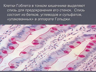 Клетки Гоблета в тонком кишечнике выделяютКлетки Гоблета в тонком кишечнике выделяют
слизь для предохранения его стенок. Слизьслизь для предохранения его стенок. Слизь
состоит из белков, углеводов и сульфатов,состоит из белков, углеводов и сульфатов,
«упакованных» в аппарате Гольджи.«упакованных» в аппарате Гольджи.
 