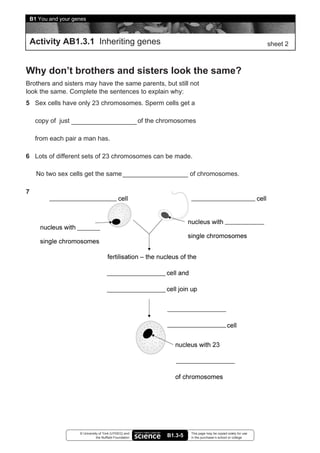 B1 You and your genes



    Activity AB1.3.1 Inheriting genes                                                                                 sheet 2



Why don’t brothers and sisters look the same?
Brothers and sisters may have the same parents, but still not
look the same. Complete the sentences to explain why:
5 Sex cells have only 23 chromosomes. Sperm cells get a

      copy of just                                         of the chromosomes

      from each pair a man has.

6 Lots of different sets of 23 chromosomes can be made.

      No two sex cells get the same                                          of chromosomes.

7




                      © University of York (UYSEG) and                       This page may be copied solely for use
                                 the Nuffield Foundation            B1.3-5   in the purchaser’s school or college
 