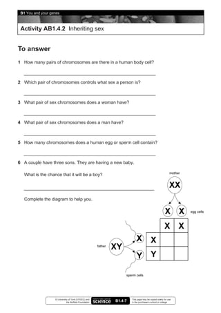 B1 You and your genes



 Activity AB1.4.2 Inheriting sex


To answer
1 How many pairs of chromosomes are there in a human body cell?



2 Which pair of chromosomes controls what sex a person is?



3 What pair of sex chromosomes does a woman have?



4 What pair of sex chromosomes does a man have?



5 How many chromosomes does a human egg or sperm cell contain?



6 A couple have three sons. They are having a new baby.

   What is the chance that it will be a boy?




   Complete the diagram to help you.




                   © University of York (UYSEG) and              This page may be copied solely for use
                              the Nuffield Foundation   B1.4-7   in the purchaser’s school or college
 