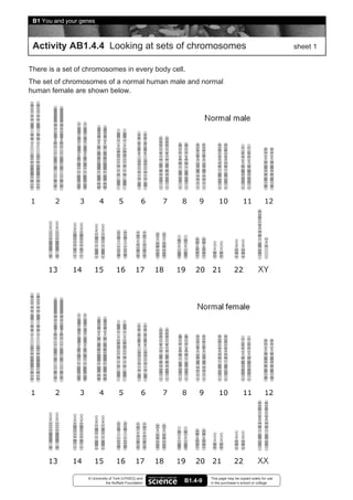 B1 You and your genes



 Activity AB1.4.4 Looking at sets of chromosomes                                                          sheet 1


There is a set of chromosomes in every body cell.
The set of chromosomes of a normal human male and normal
human female are shown below.




                   © University of York (UYSEG) and              This page may be copied solely for use
                              the Nuffield Foundation   B1.4-9   in the purchaser’s school or college
 