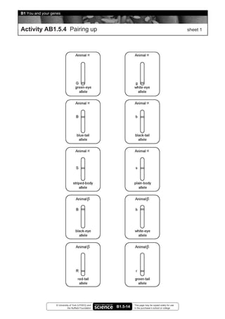 B1 You and your genes



Activity AB1.5.4 Pairing up                                                                               sheet 1




                  © University of York (UYSEG) and               This page may be copied solely for use
                             the Nuffield Foundation   B1.5-14   in the purchaser’s school or college
 