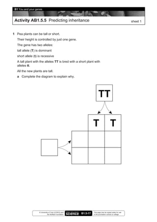 B1 You and your genes



 Activity AB1.5.5 Predicting inheritance                                                                    sheet 1


1 Pea plants can be tall or short.
   Their height is controlled by just one gene.
   The gene has two alleles:
   tall allele (T) is dominant
   short allele (t) is recessive
   A tall plant with the alleles TT is bred with a short plant with
   alleles tt.
   All the new plants are tall.
   a Complete the diagram to explain why.




                    © University of York (UYSEG) and               This page may be copied solely for use
                               the Nuffield Foundation   B1.5-17   in the purchaser’s school or college
 