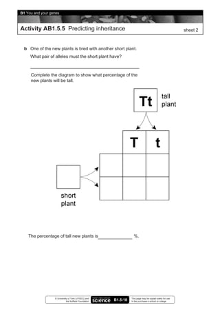 B1 You and your genes



Activity AB1.5.5 Predicting inheritance                                                                   sheet 2



  b One of the new plants is bred with another short plant.
     What pair of alleles must the short plant have?



     Complete the diagram to show what percentage of the
     new plants will be tall.




    The percentage of tall new plants is                           %.




                  © University of York (UYSEG) and               This page may be copied solely for use
                             the Nuffield Foundation   B1.5-18   in the purchaser’s school or college
 