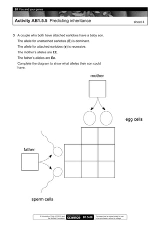 B1 You and your genes



 Activity AB1.5.5 Predicting inheritance                                                                   sheet 4



3 A couple who both have attached earlobes have a baby son.
   The allele for unattached earlobes (E) is dominant.
   The allele for attached earlobes (e) is recessive.
   The mother’s alleles are EE.
   The father’s alleles are Ee.
   Complete the diagram to show what alleles their son could
   have.




                   © University of York (UYSEG) and               This page may be copied solely for use
                              the Nuffield Foundation   B1.5-20   in the purchaser’s school or college
 