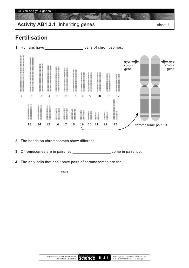 Worksheets Chapter 11 Dna And Genes Worksheet Answers genes and chromosomes worksheet chapter 11 dna answers elleapp