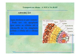 B 2.1.1transporte Plantas