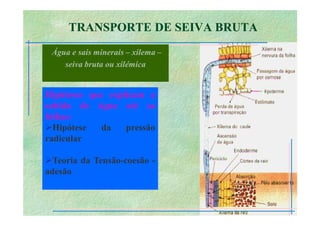B 2.1.1transporte Plantas