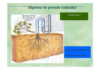 B 2.1.1transporte Plantas