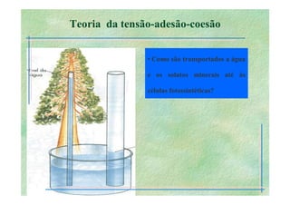 B 2.1.1transporte Plantas
