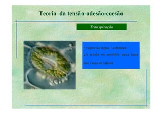 B 2.1.1transporte Plantas