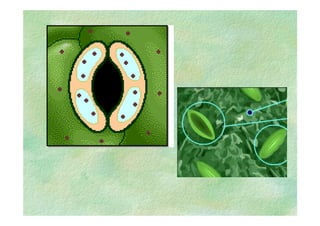B 2.1.1transporte Plantas