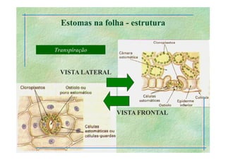 B 2.1.1transporte Plantas