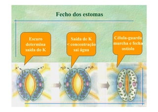 B 2.1.1transporte Plantas