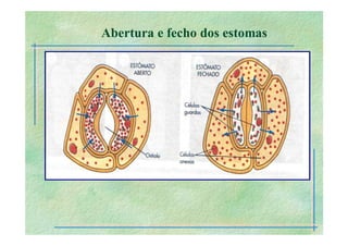 B 2.1.1transporte Plantas