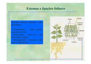 B 2.1.1transporte Plantas