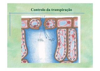 B 2.1.1transporte Plantas