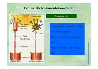 B 2.1.1transporte Plantas