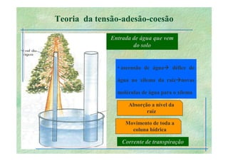 B 2.1.1transporte Plantas