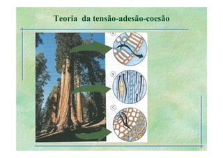 B 2.1.1transporte Plantas