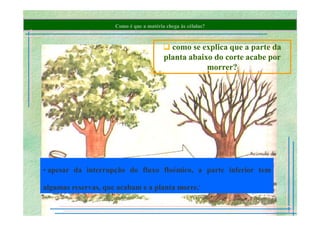 B 2.1.1transporte Plantas