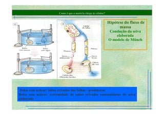 B 2.1.1transporte Plantas