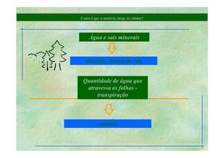 B 2.1.1transporte Plantas