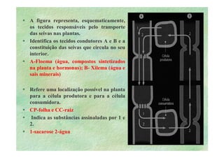 B 2.1.1transporte Plantas