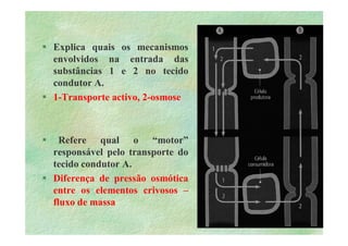 B 2.1.1transporte Plantas