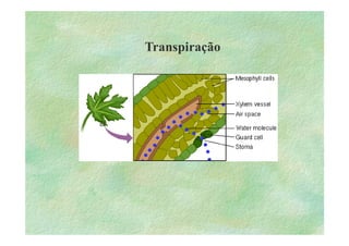 B 2.1.1transporte Plantas