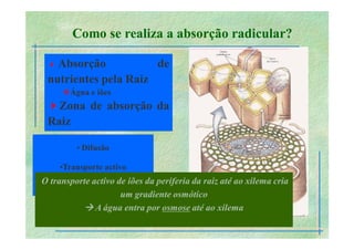 B 2.1.1transporte Plantas