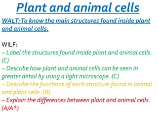 Plant and animal cells
WALT: To know the main structures found inside plant
and animal cells.
WILF:
~ Label the structures found inside plant and animal cells.
(C)
~ Describe how plant and animal cells can be seen in
greater detail by using a light microscope. (C)
~ Describe the functions of each structure found in animal
and plant cells. (B)
~ Explain the differences between plant and animal cells.
(A/A*)

 