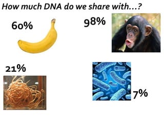 How much DNA do we share with…?

60%

98%

21%
7%

 