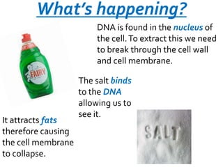 What’s happening?
DNA is found in the nucleus of
the cell. To extract this we need
to break through the cell wall
and cell membrane.

It attracts fats
therefore causing
the cell membrane
to collapse.

The salt binds
to the DNA
allowing us to
see it.

 