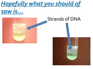 Hopefully what you should of
saw is…
Strands of DNA

 