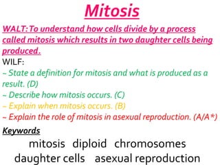 Mitosis
WALT: To understand how cells divide by a process
called mitosis which results in two daughter cells being
produced.
WILF:
~ State a definition for mitosis and what is produced as a
result. (D)
~ Describe how mitosis occurs. (C)
~ Explain when mitosis occurs. (B)
~ Explain the role of mitosis in asexual reproduction. (A/A*)
Keywords

mitosis diploid chromosomes
daughter cells asexual reproduction

 