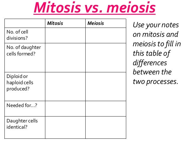 Mitosis Chart Worksheet