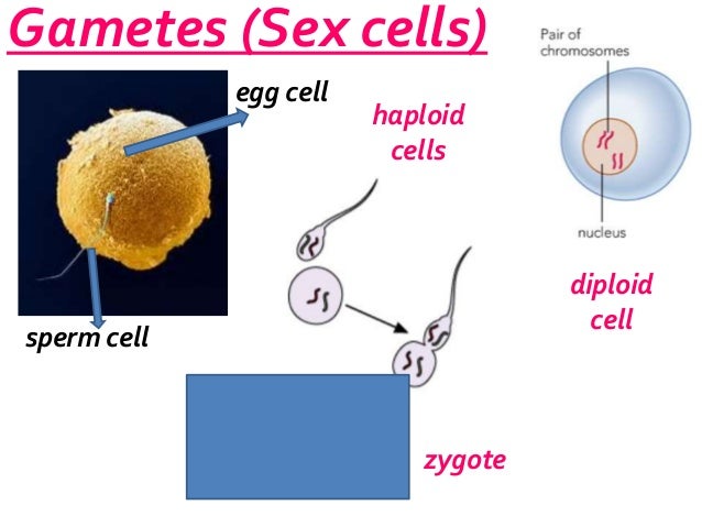 B27 Mitosis And Meiosis 