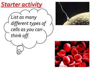 Starter activity
List as many
different types of
cells as you can
think off.

 