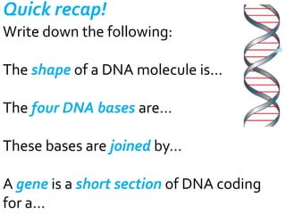 Quick recap!
Write down the following:

The shape of a DNA molecule is…
The four DNA bases are…
These bases are joined by…
A gene is a short section of DNA coding
for a…

 