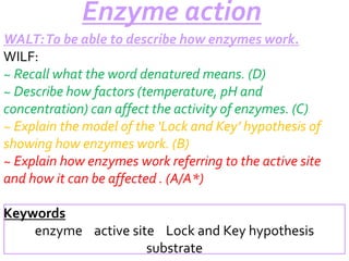 Enzyme action
WALT: To be able to describe how enzymes work.
WILF:
~ Recall what the word denatured means. (D)
~ Describe how factors (temperature, pH and
concentration) can affect the activity of enzymes. (C)
~ Explain the model of the ‘Lock and Key’ hypothesis of
showing how enzymes work. (B)
~ Explain how enzymes work referring to the active site
and how it can be affected . (A/A*)
Keywords
enzyme active site Lock and Key hypothesis
substrate

 
