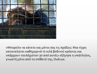 «Μπορείτε να κάνετε και μόνοι σας τις πράξεις: Μια τίγρη καταναλώνει καθημερινά 10 κιλά βοδινού κρέατος και υπάρχουν τουλάχιστον 30 από αυτές» εξήγησε η υπάλληλος, γνωστή μόνο από το επίθετό της, Ουάνγκ.  