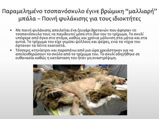 Παραμελημένο τσοπανόσκυλο έγινε βρώμικη “μαλλιαρή’’ μπάλα –Ποινή φυλάκισης για τους ιδιοκτήτες 
•Με ποινή φυλάκισης απειλείται ένα ζευγάρι Βρετανών που άφησαν το τσοπανόσκυλο τους να παγιδευτεί μέσα στο ίδιο του το τρίχωμα. Το σκυλί υπέφερε από όγκο στο στόμα, καθώς και χρόνια μόλυνση στα μάτια και στα αυτιά. Το τρίχωμα του είχε γεμίσει ψύλλους και ψείρες, ενώ τα νύχια του έφταναν τα πέντε εκατοστά. 
•Τέσσερις κτηνίατροι και παραπάνω από μια ώρα χρειάστηκαν για να απελευθερώσουν το σκύλο από το τρίχωμα του. Το σκυλί οδηγήθηκε σε ευθανασία καθώς η κατάσταση του ήταν μη αναστρέψιμη.  